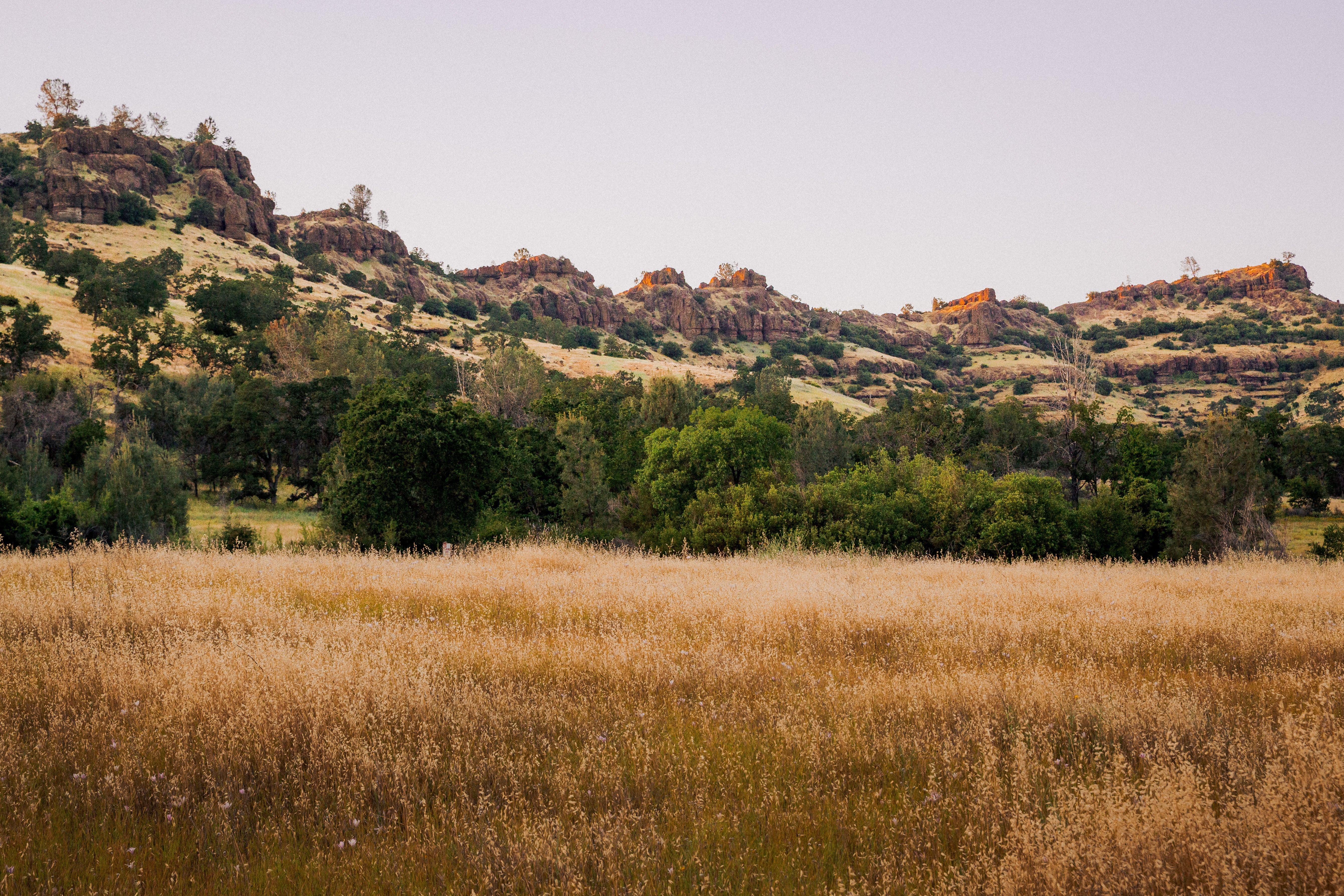 A scenic landscape of Upper Bidwell Park. Photograph of a golden grassy field in the foreground, with green trees and shrubs, and rocky hills under a pale sky in the background.