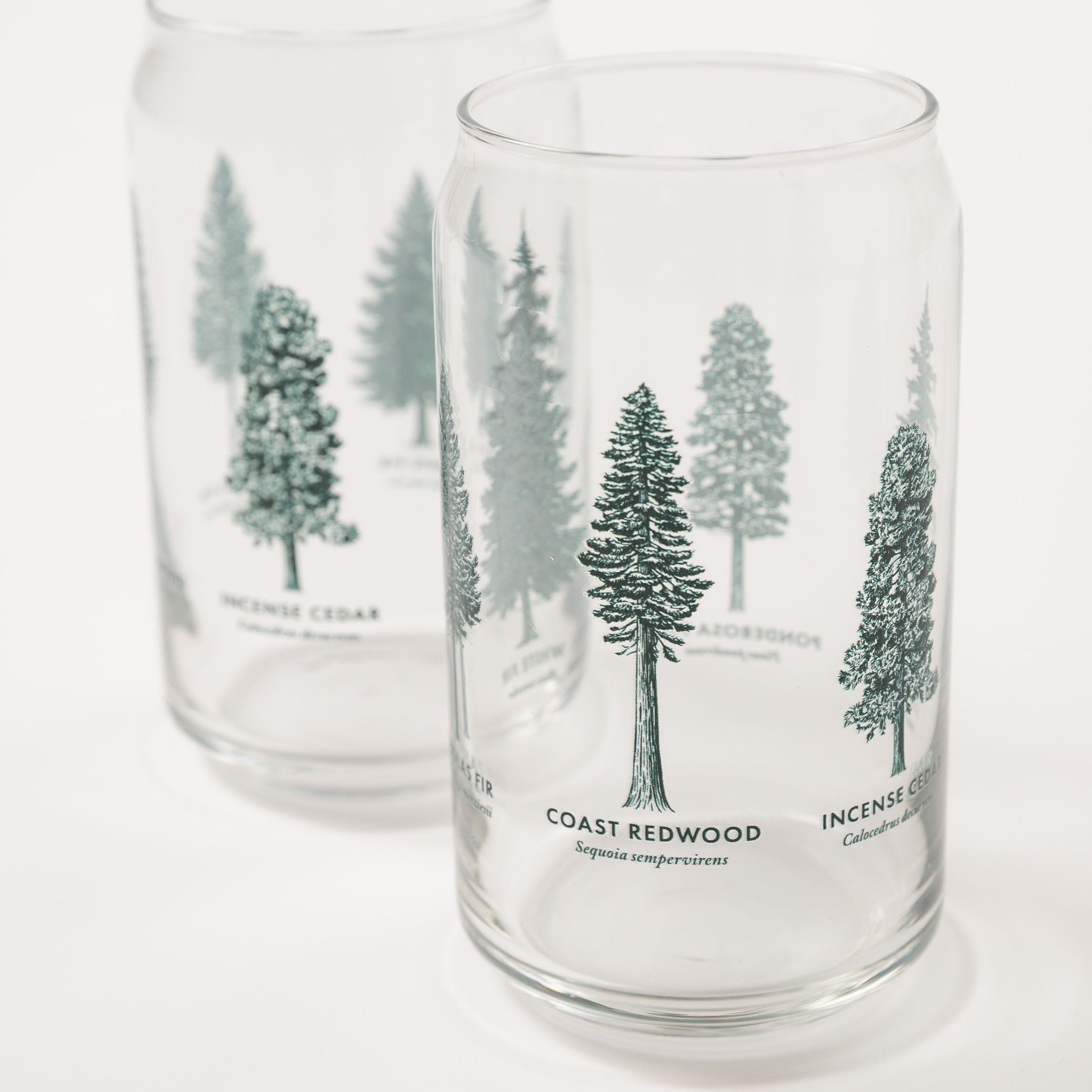 Clear glasses with tree illustrations and names on a white background - Upper Park California - Common Forest Trees