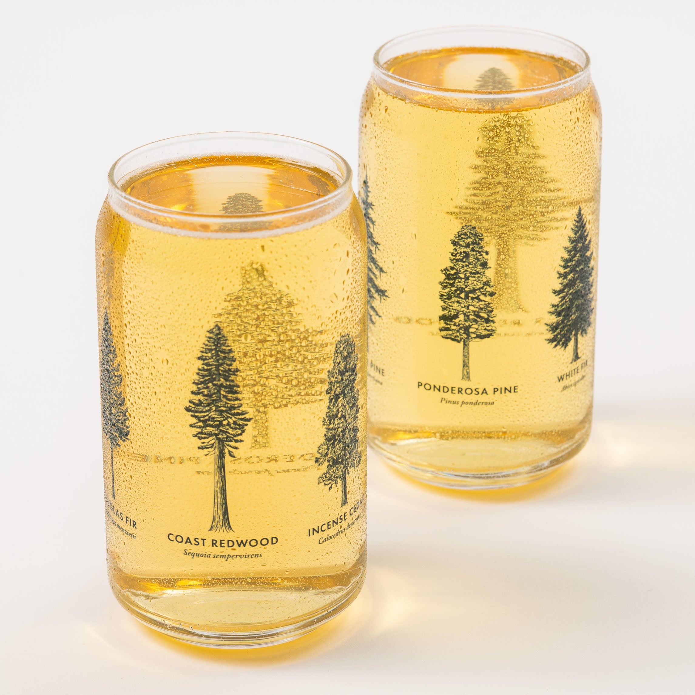 Two beer can glass tumblers with tree illustrations and text on a white  background - Upper Park California - Common Forest Trees