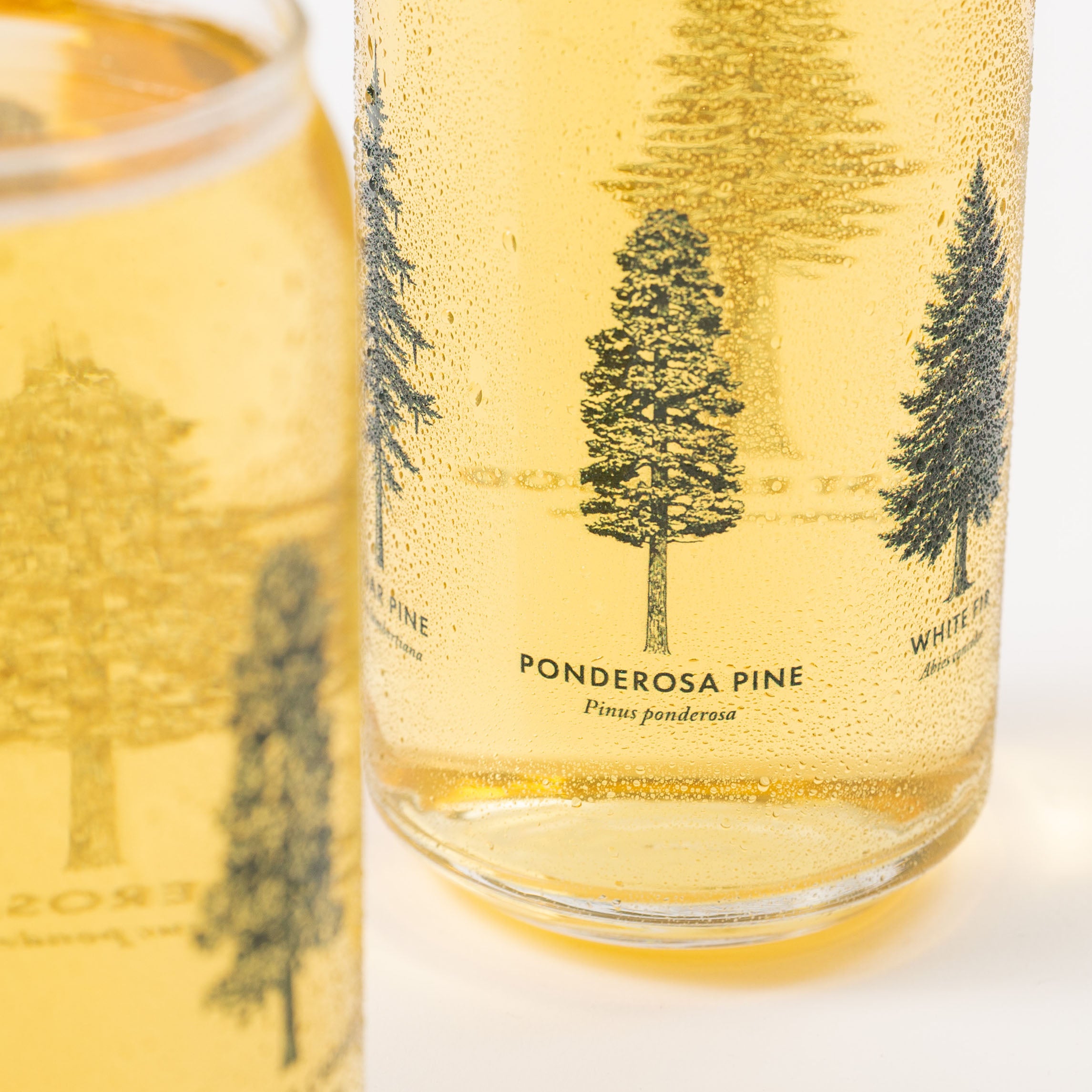 Two glasses of white wine with ponderosa pine tree labels on a white - Upper Park California - Common Forest Treesbackground