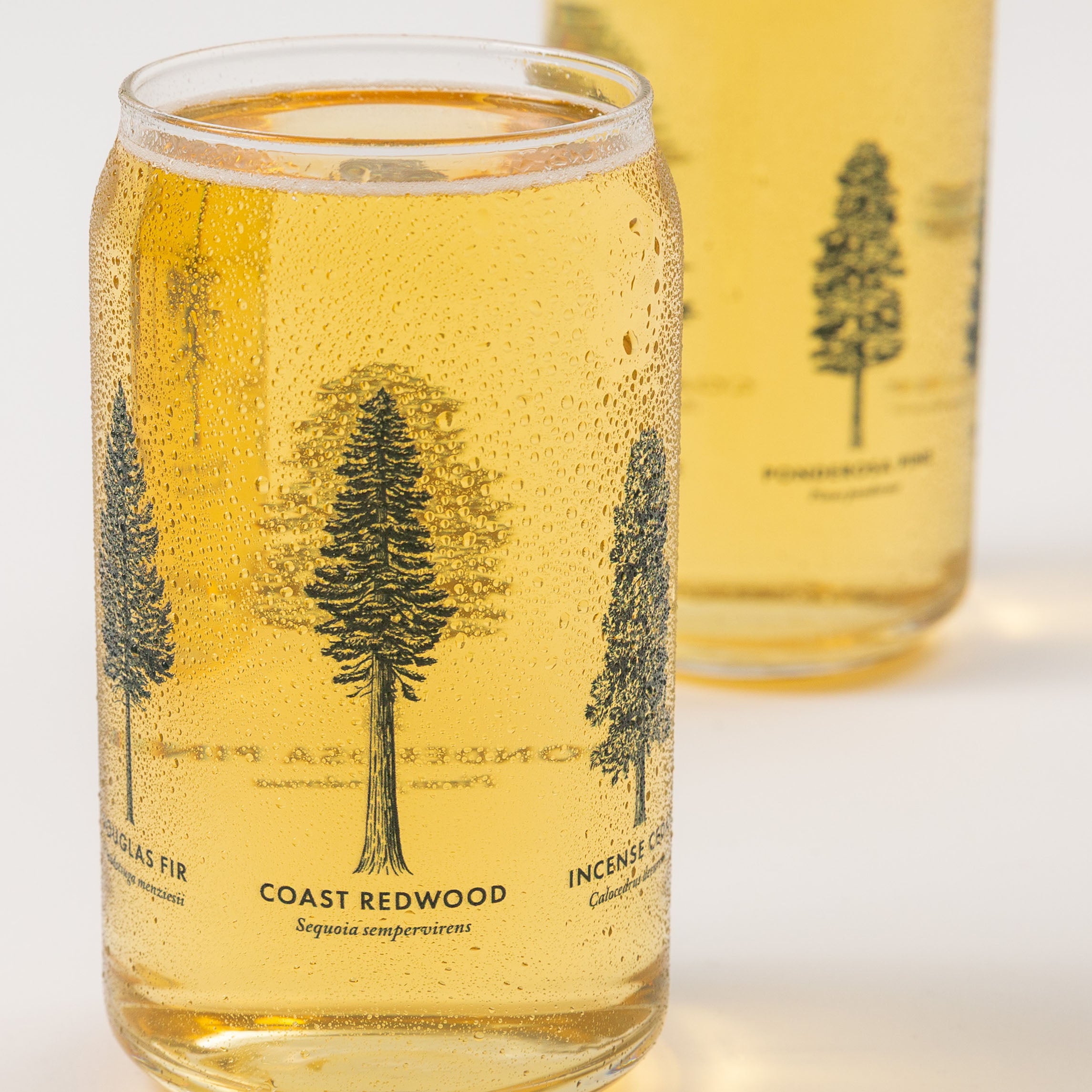 Clear glass with tree illustrations and text on a white background - Upper Park California - Common Forest Trees