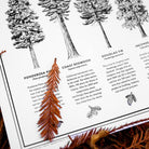 California Forests Poster B&W corner detail