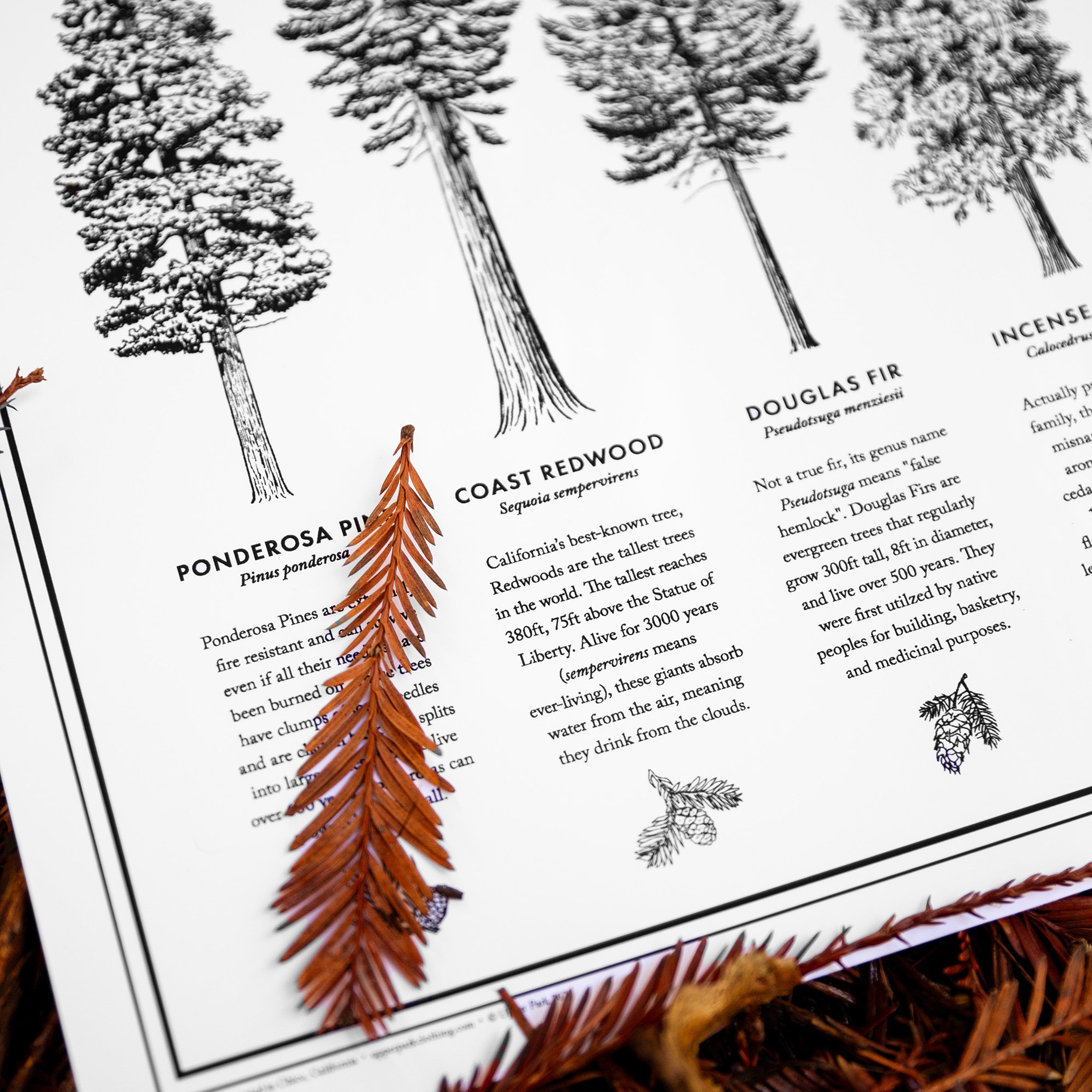 California Forests Poster B&W corner detail
